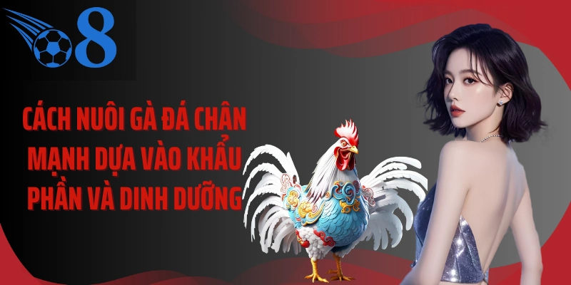 Cách nuôi gà đá chân mạnh dựa vào khẩu phần và dinh dưỡng